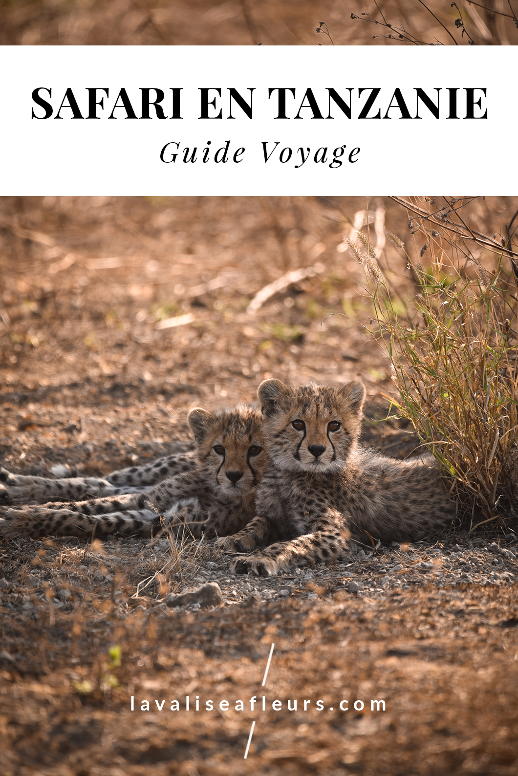 Guide voyage d'un safari en Tanzanie