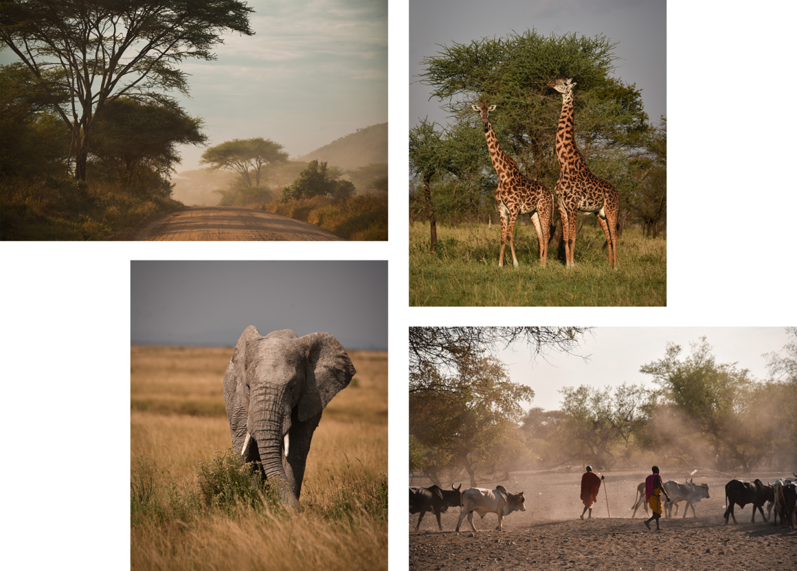 Où faire un safari en Afrique