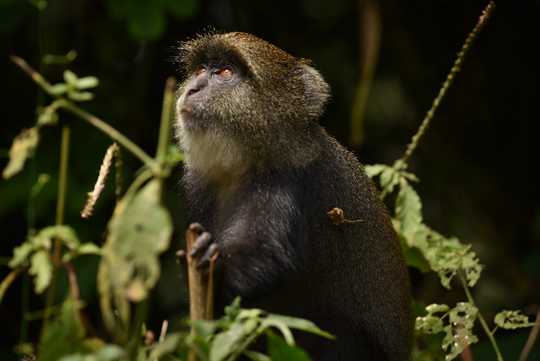 Observer les singes du parc national d'Arusha en Tanzanie