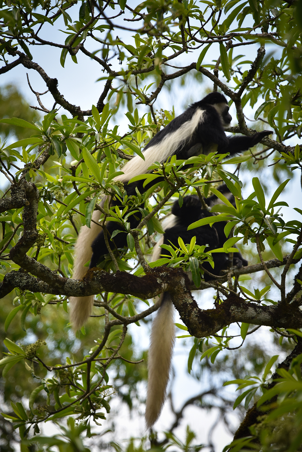 Rencontrer les colobes noirs et blanc dans le Parc National d'Arusha