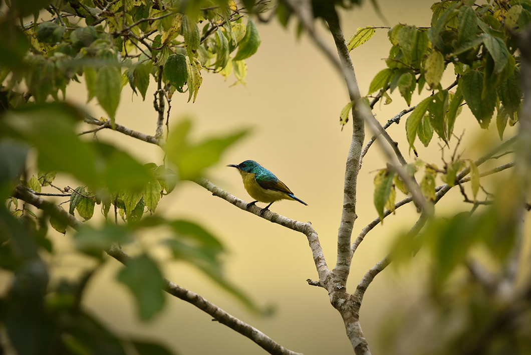 Découvrir les 400 espèces d'oiseaux dans le parc national d'Arusha