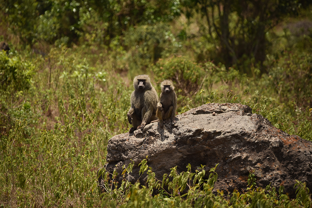 Guide d'un safari dans le parc national d'Arusha en Tanzanie