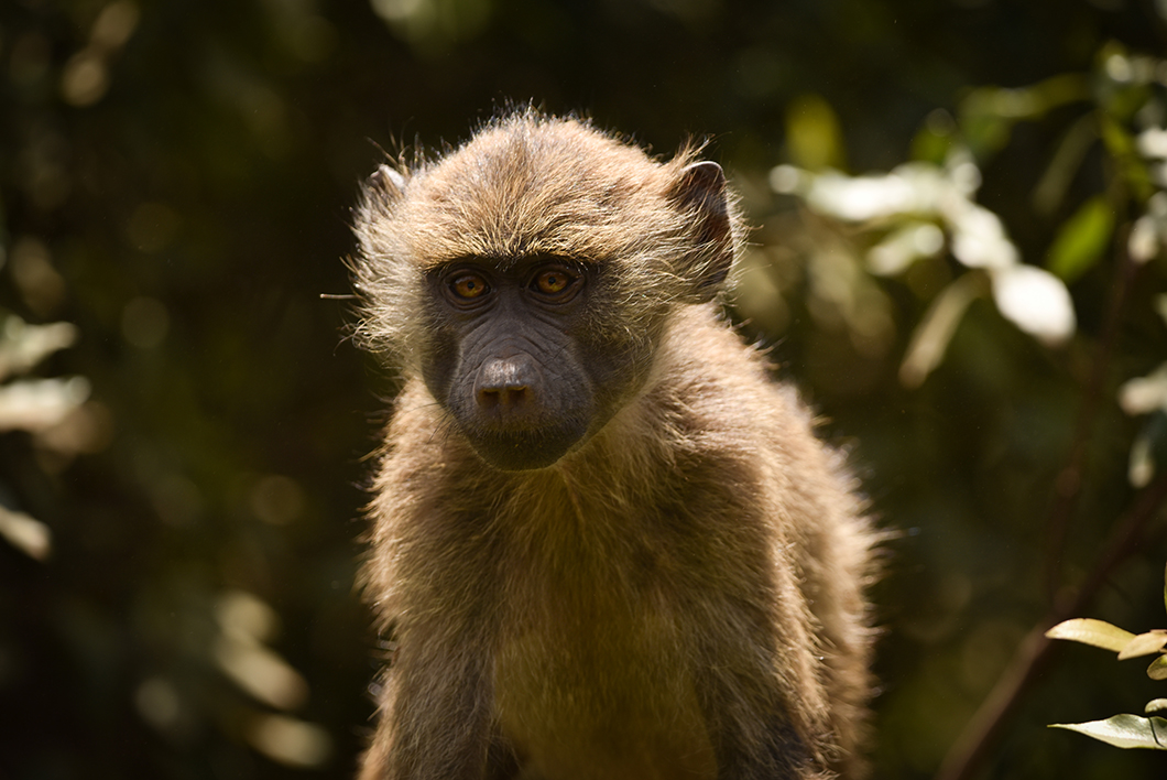 Observer les babouins en Tanzanie