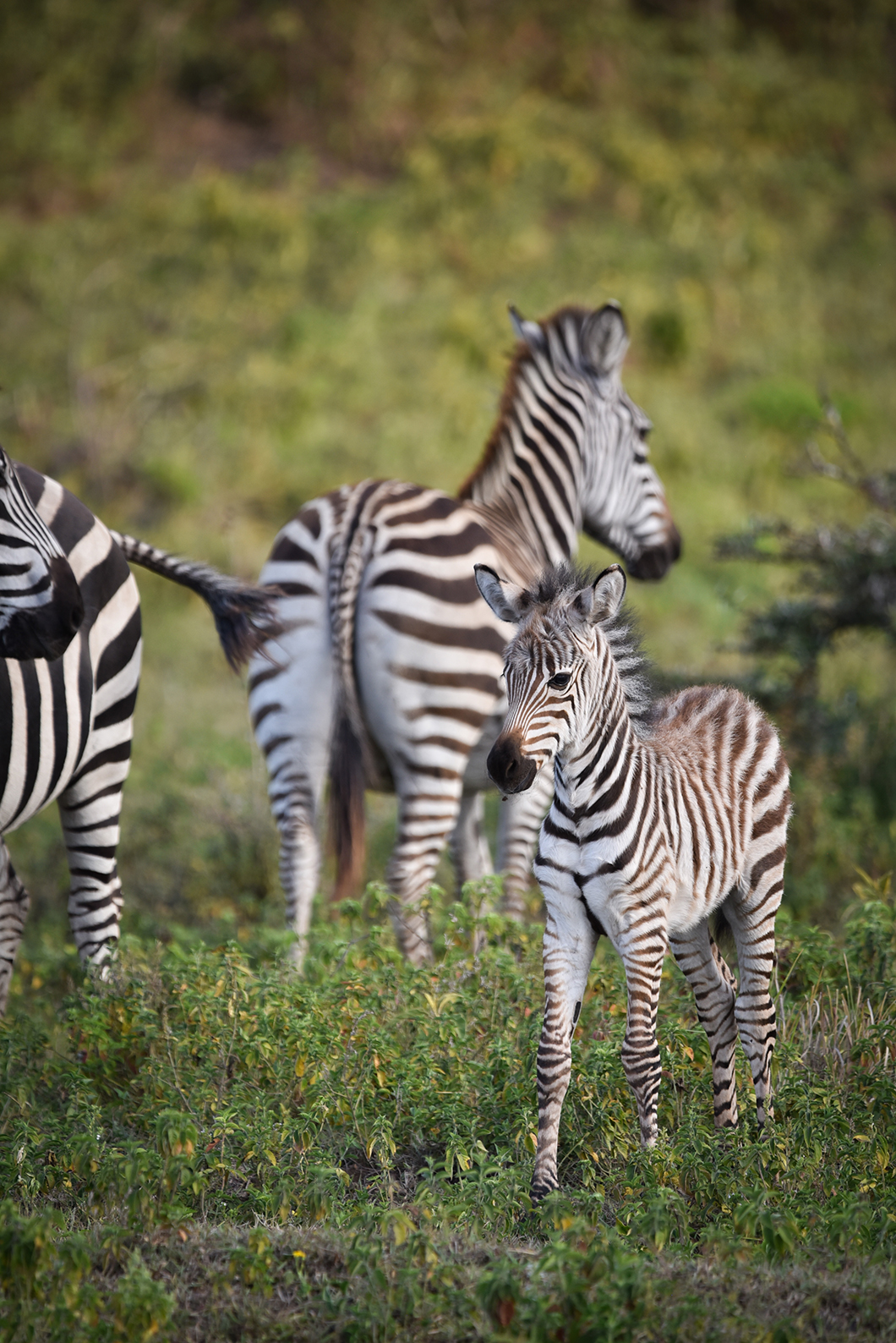 Safari dans le parc national d'Arusha en Tanzanie