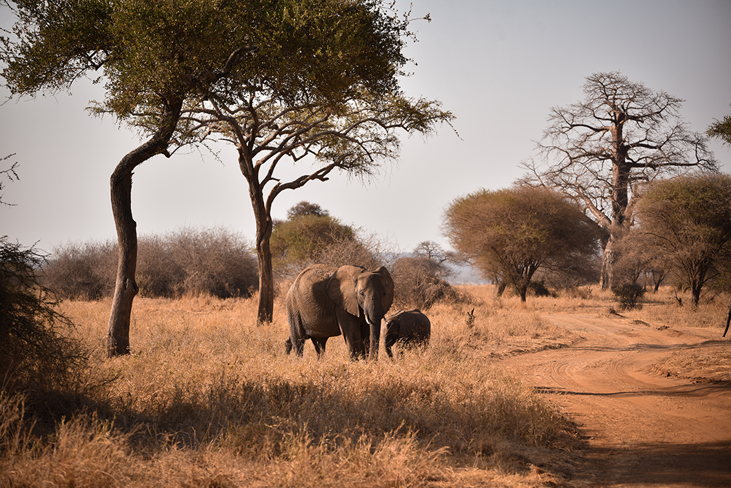 Les éléphants du parc de Tarangire en Tanzanie