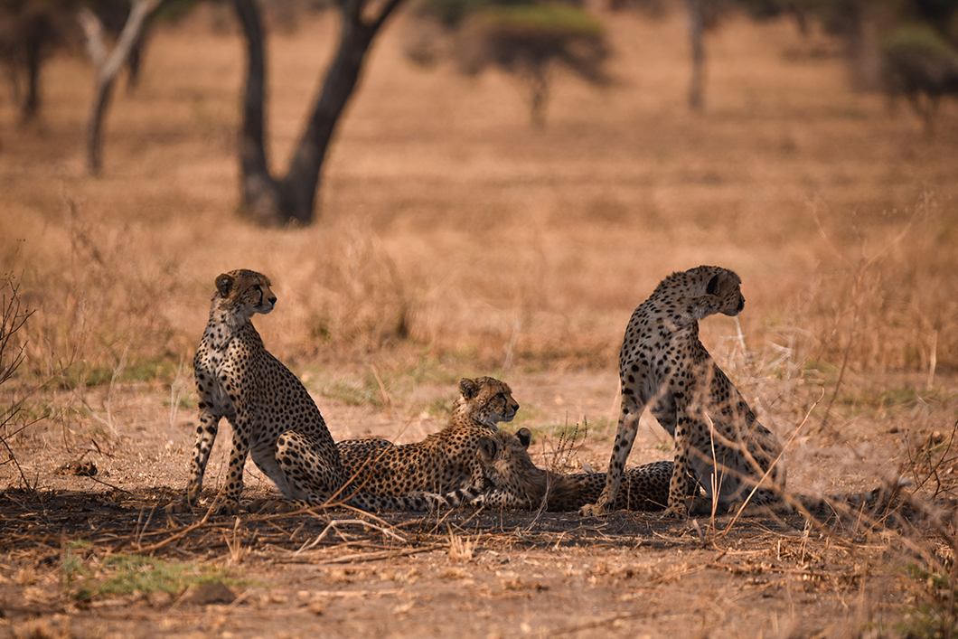 Où faire un safari en Tanzanie ?
