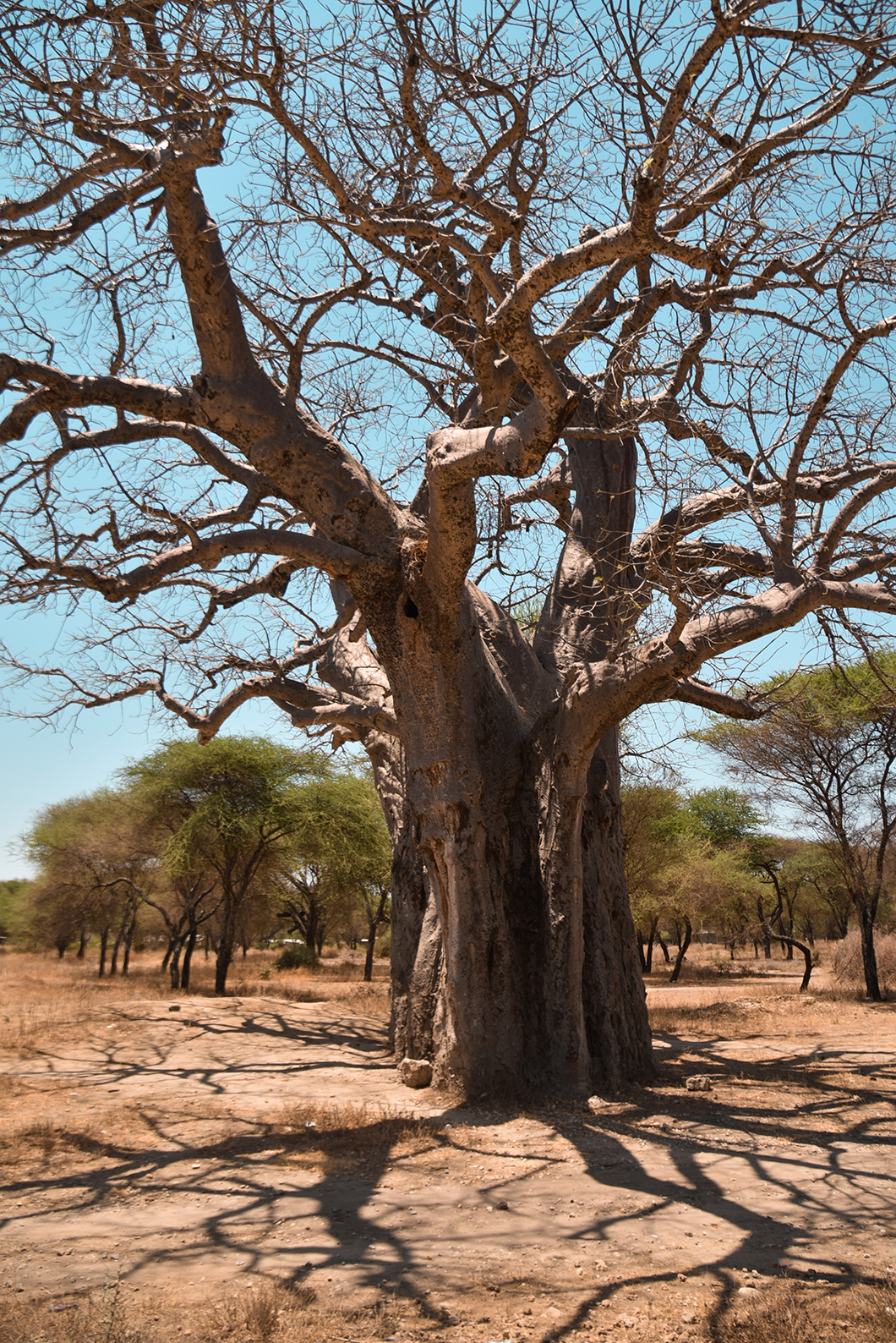 Incontournables en Tanzanie, admirer les boababs de Tarangire
