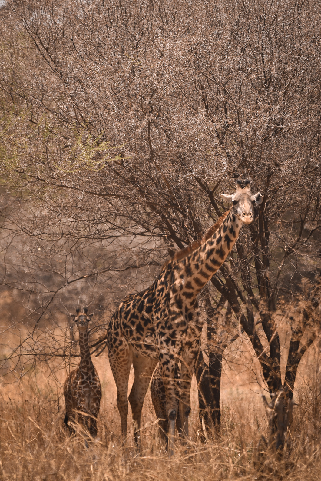Que faire en Tanzanie ? Faire un safari à Tarangire
