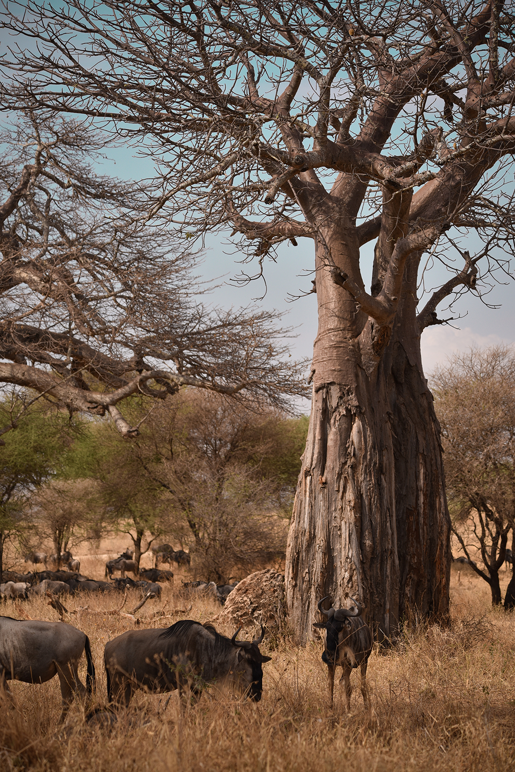 Les boababs centenaires du Parc de Tarangire en Tanzanie