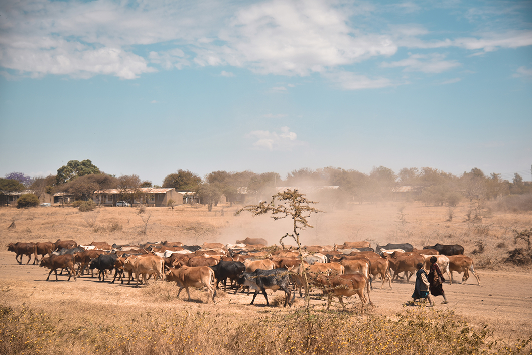 Troupeaux de vaches en Tanzanie