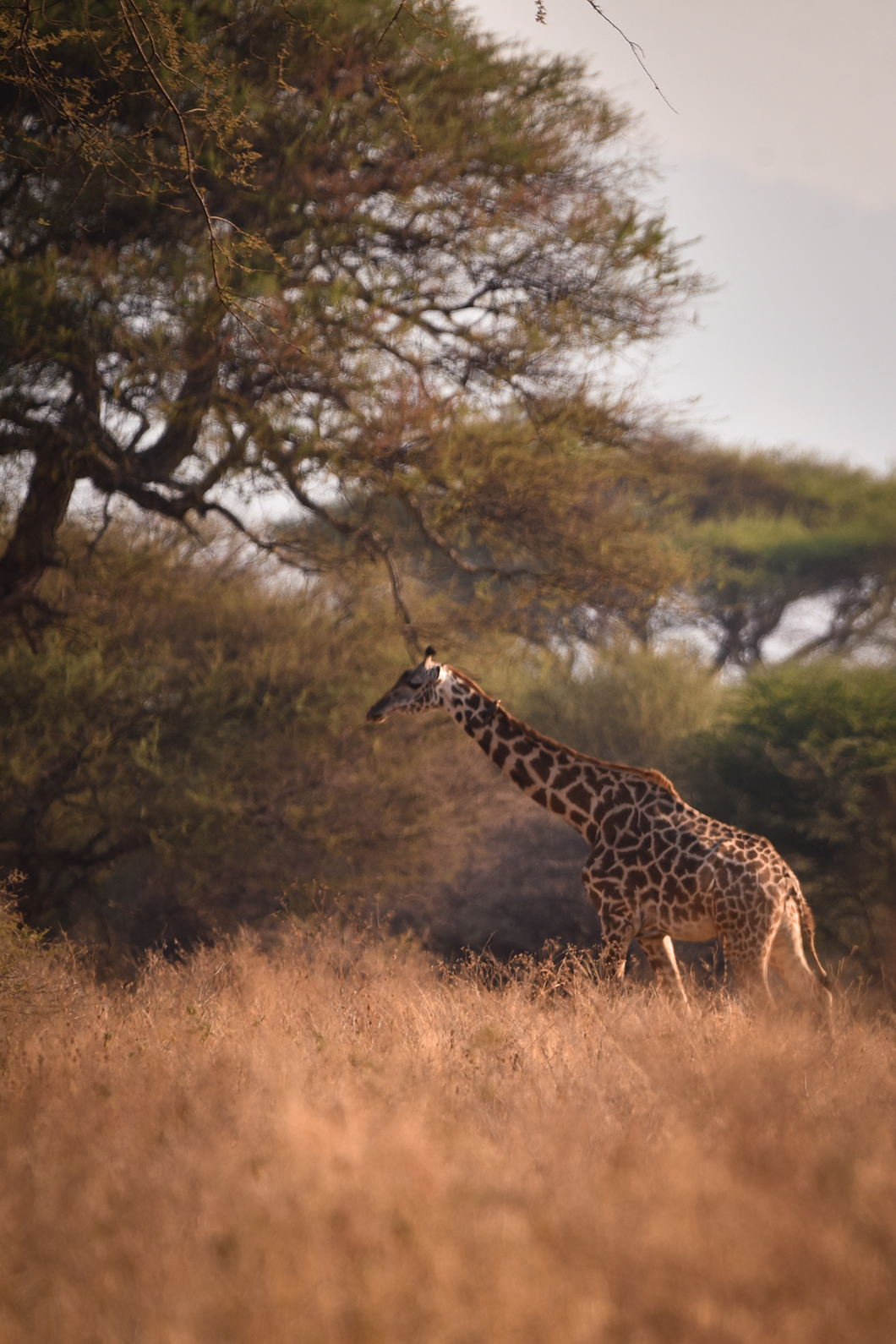 Organiser son safari à Tarangire en Tanzanie