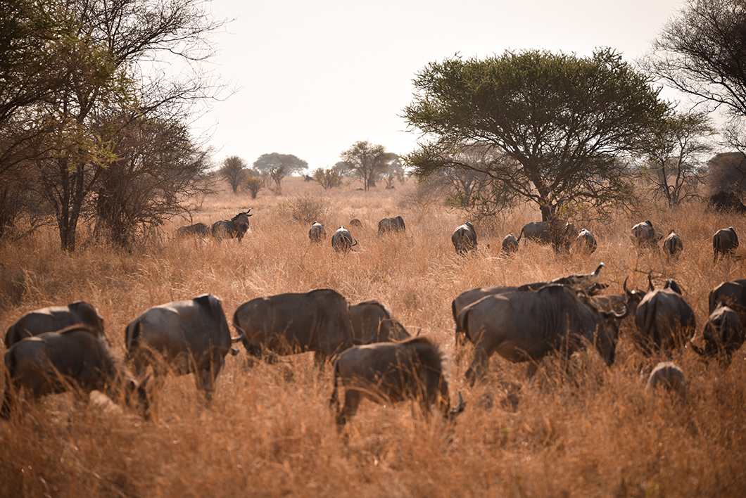 Où aller durant un safari en Tanzanie ? Parc National de Tarangire