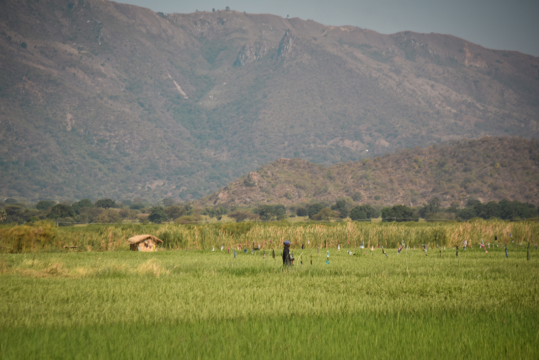 Rizières en Tanzanie