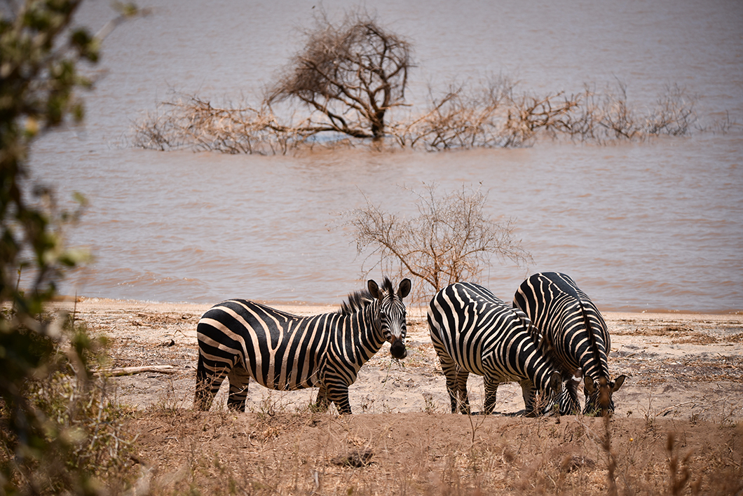 Guide pour faire un safari dans le Parc National du Lac Manyara