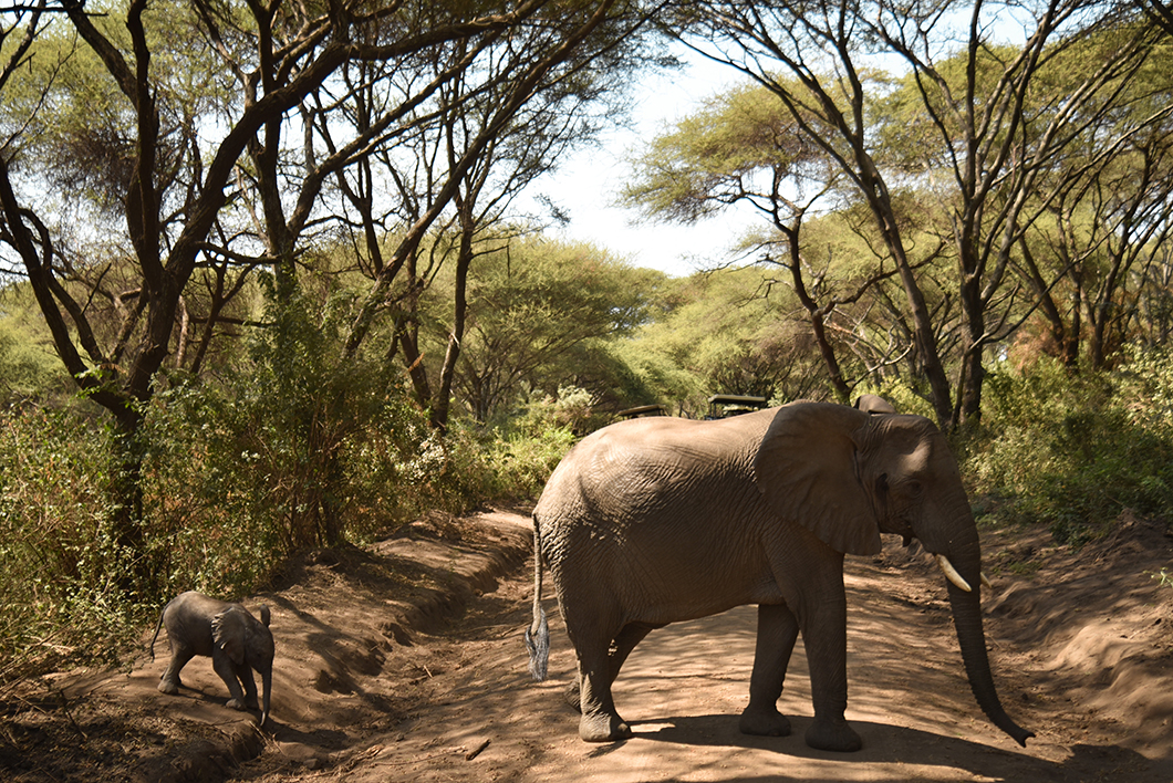 Éléphanteau dans le Parc National du Lac Manyara