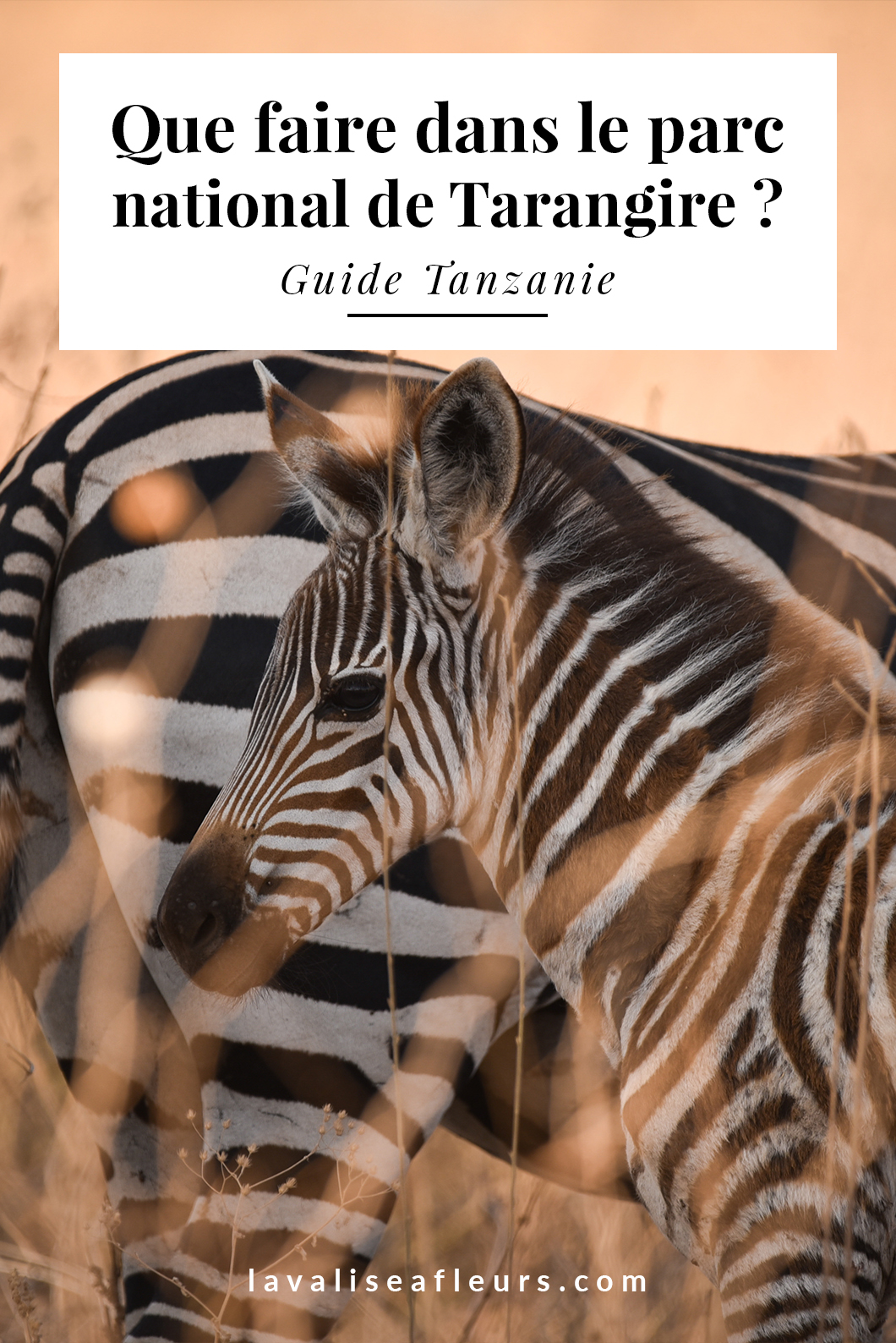 Que faire dans le parc national de Tarangire en Tanzanie ?