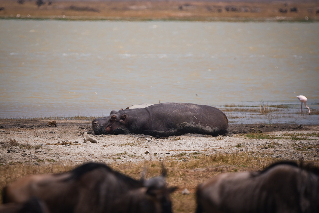 Safari pour voir des hippopotames en Tanzanie