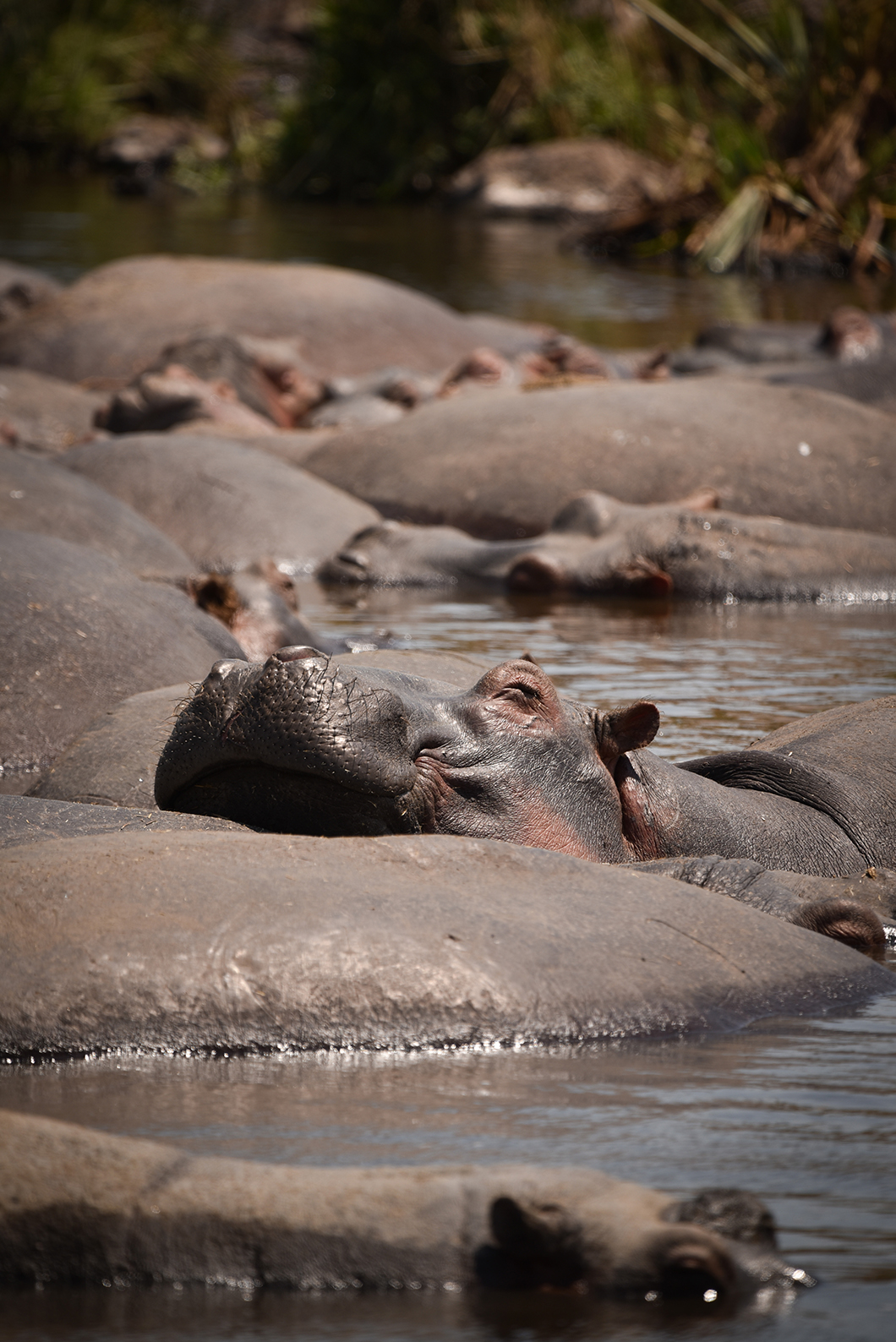 Rencontrer les hippopotames du Cratère du Ngorongoro