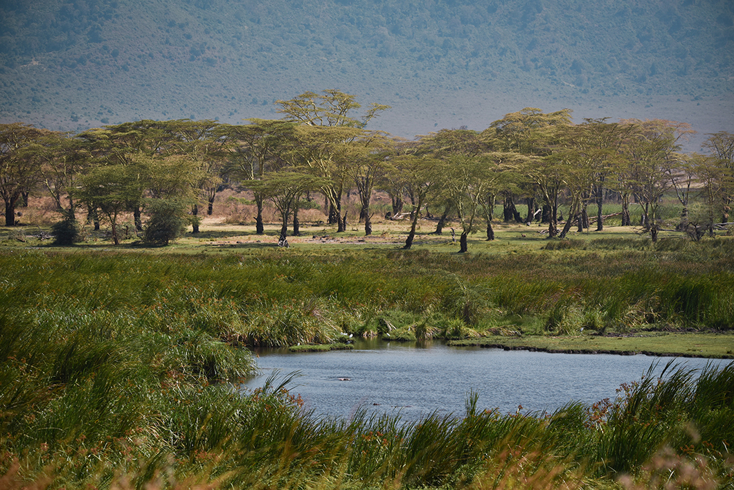 A la recherche des big 5 au Cratère du Ngorongoro