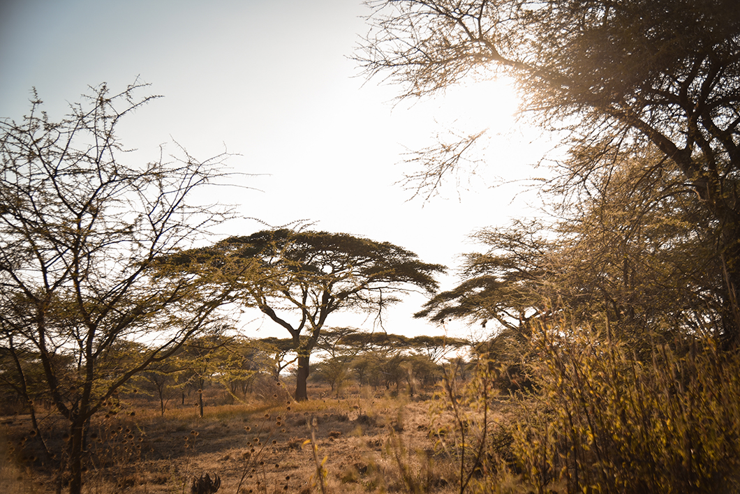 Où loger au cratère du Ngorongoro ?