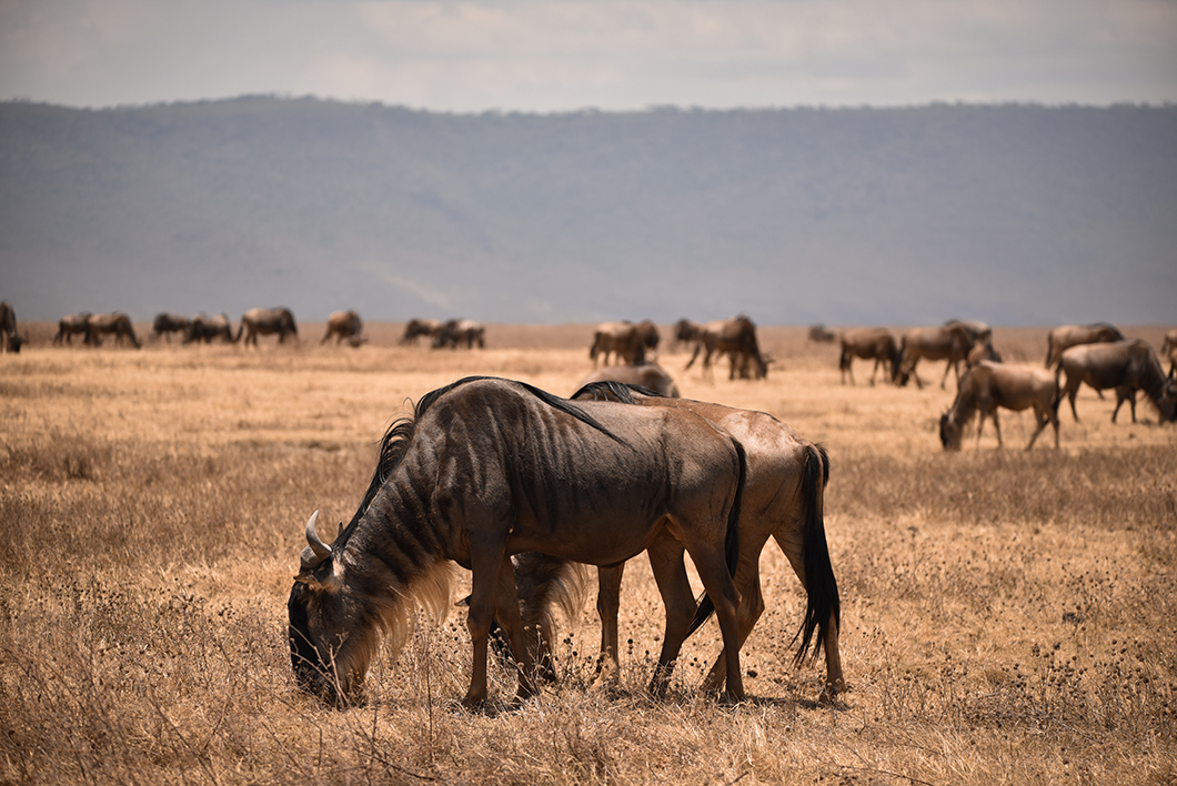 Que faire en Tanzanie ? Le Cratère du Ngorongoro