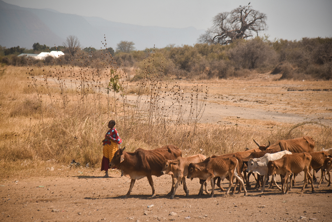 Maasaï avec leurs troupeaux