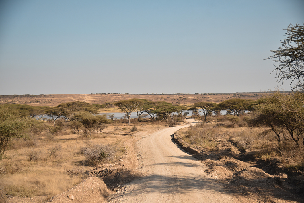 Sur les routes du Parc National du Serengeti en Tanzanie