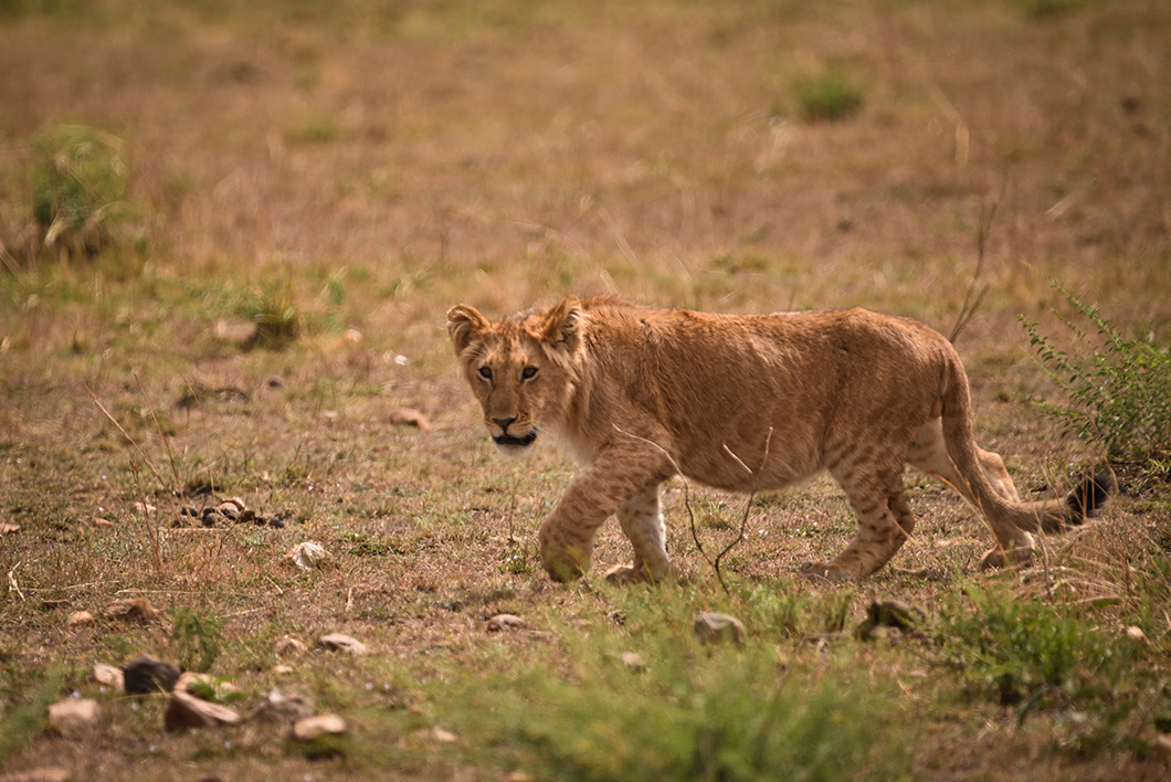 Que faire en Tanzanie ? Découvrir le Serengeti NP