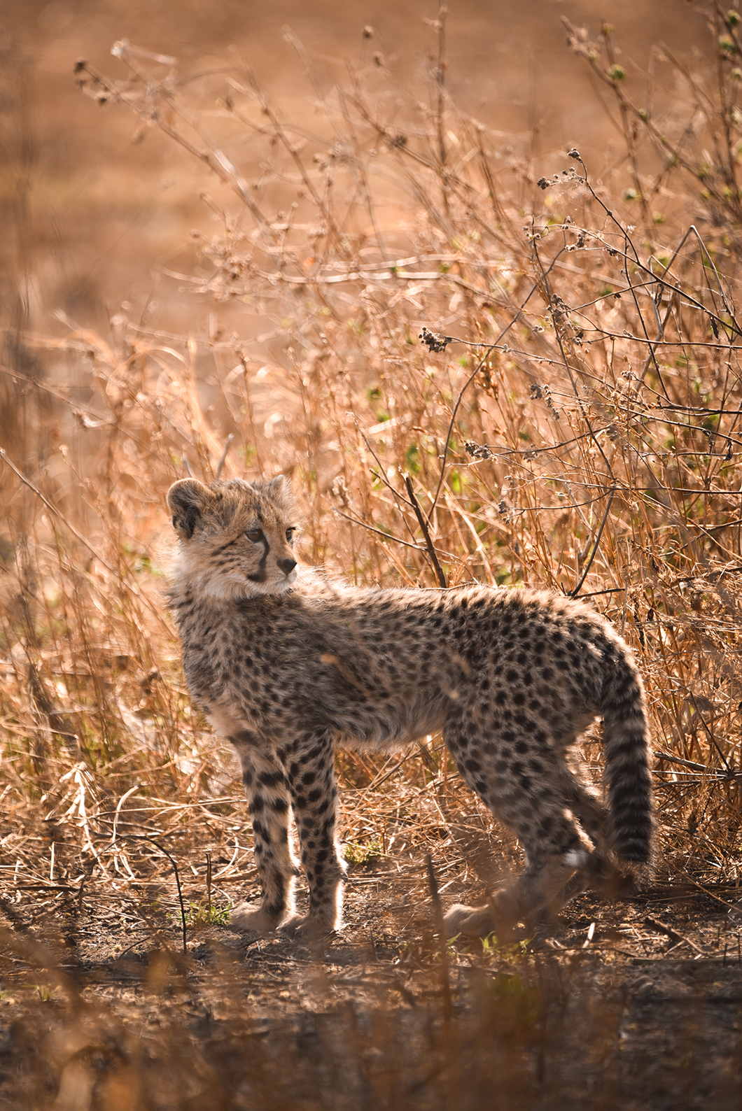 Incontournables au Parc National du Serengeti