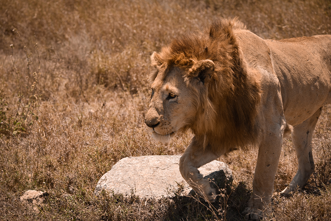 Lion au parc du Serengeti