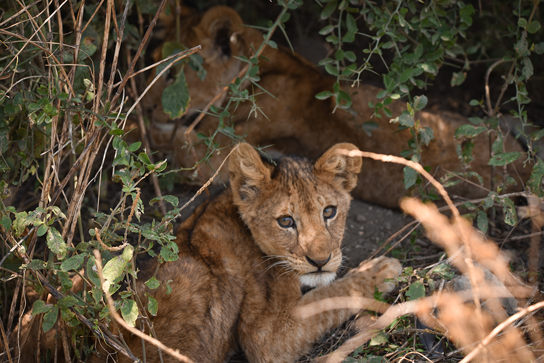 Animaux du Parc du Serengeti en Tanzanie