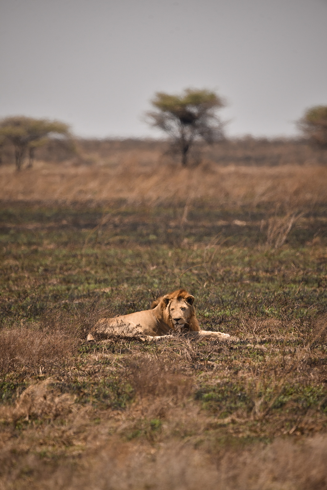 A la découverte du Parc National du Serengeti