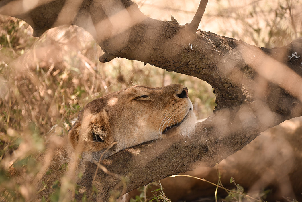 Découvrir le Parc National du Serengeti