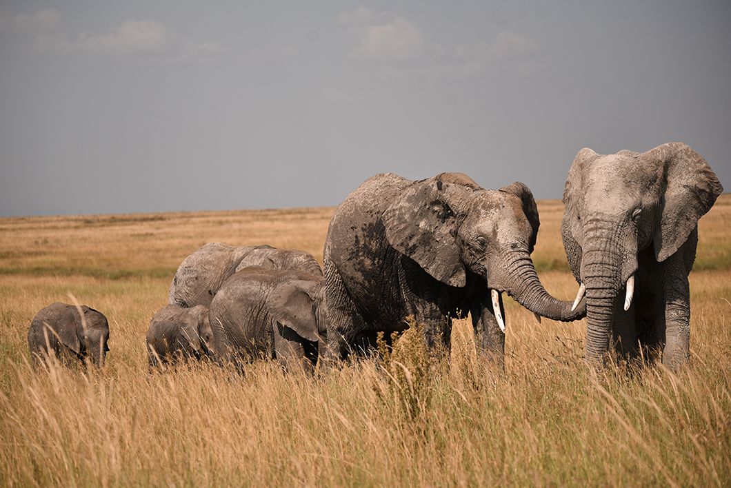 Quels animaux voir dans le Parc National du Serengeti