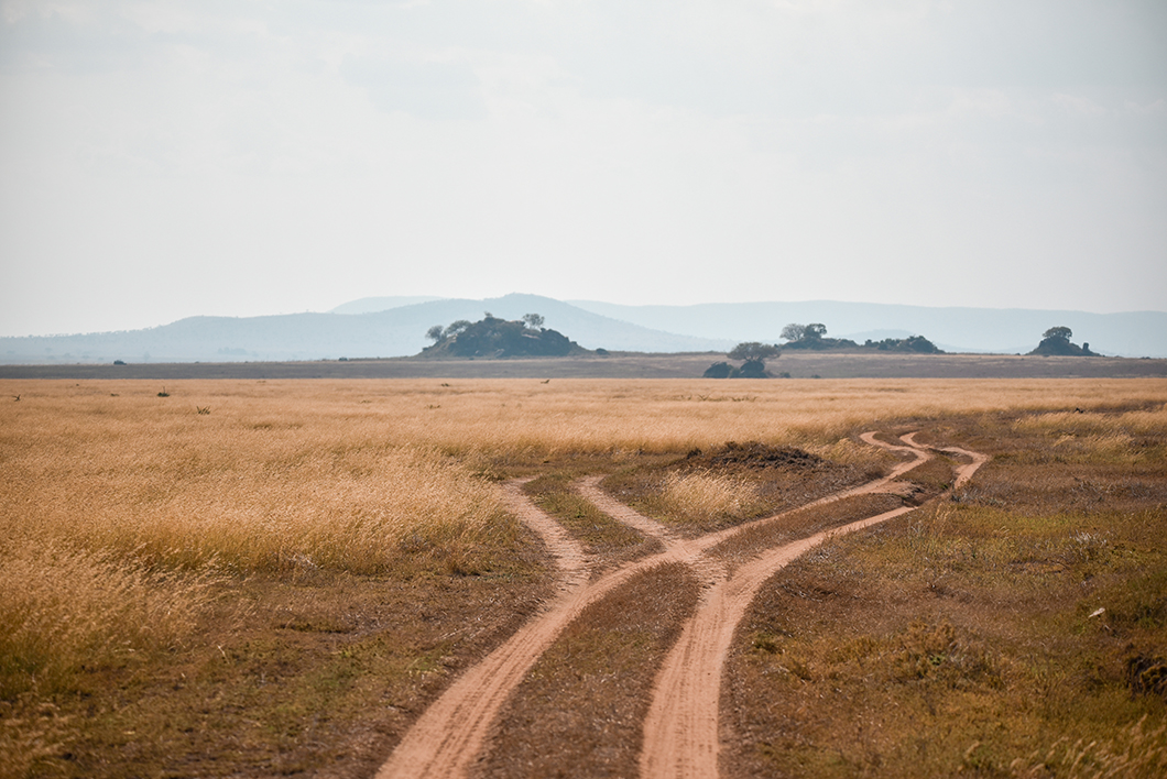 Dans quels parcs aller en Tanzanie ? Le Parc National du Serengeti