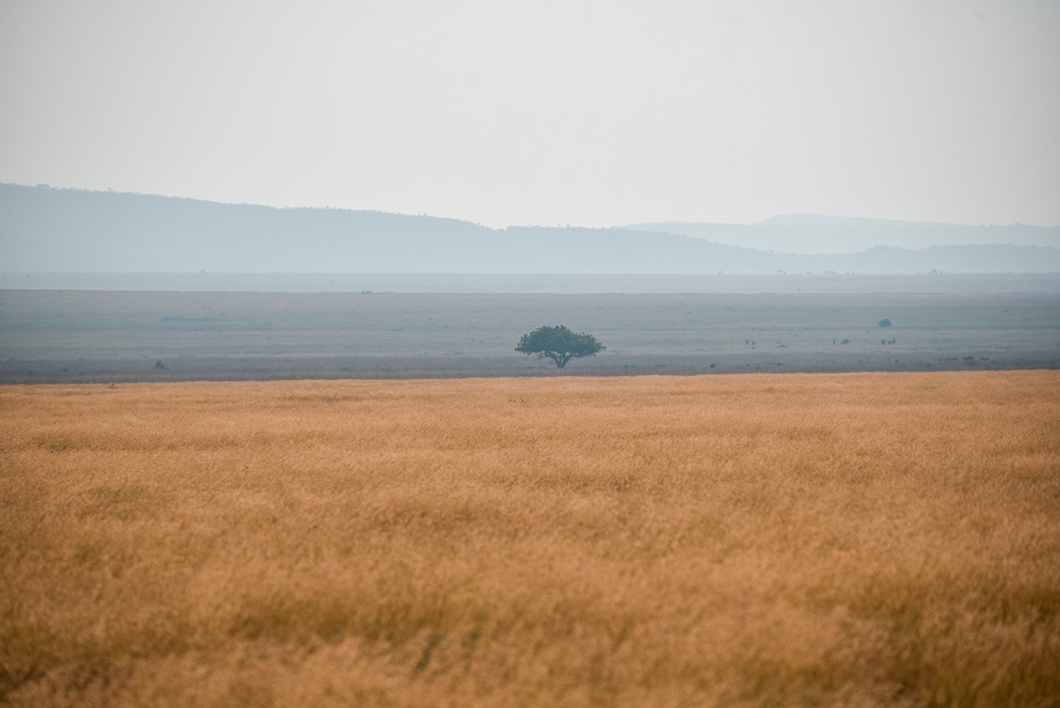 Où voir les plus beaux paysages en Tanzanie ? Parc National du Serengeti