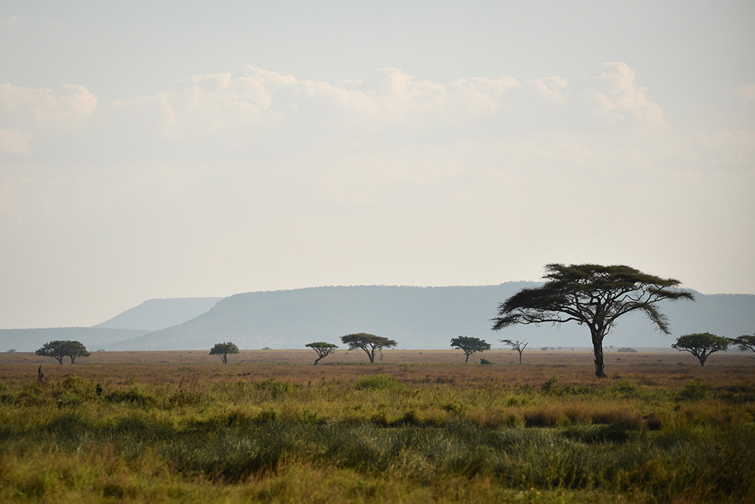Savane en Tanzanie - Serengeti NP
