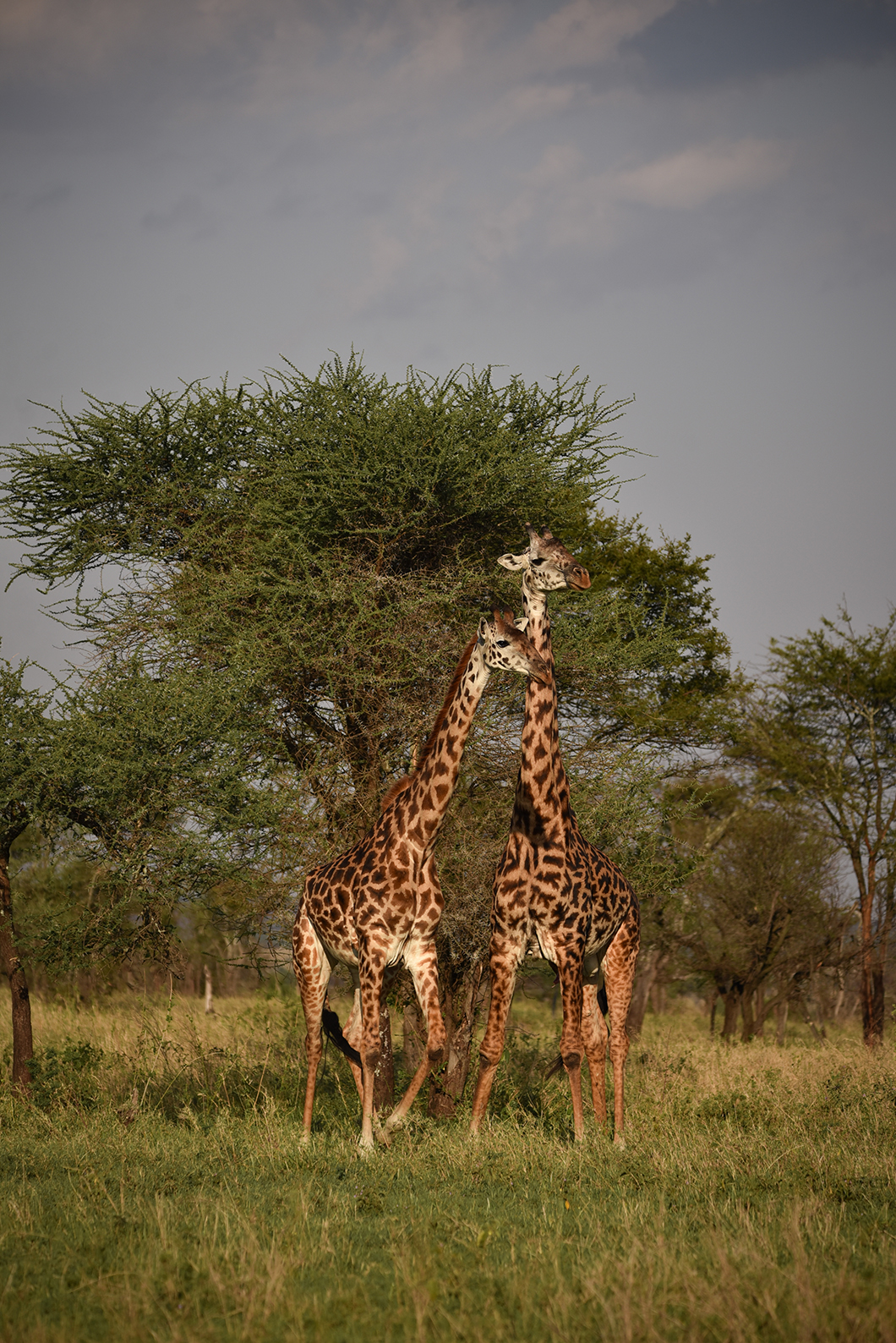 Safari en Tanzanie, Parc National du Serengeti