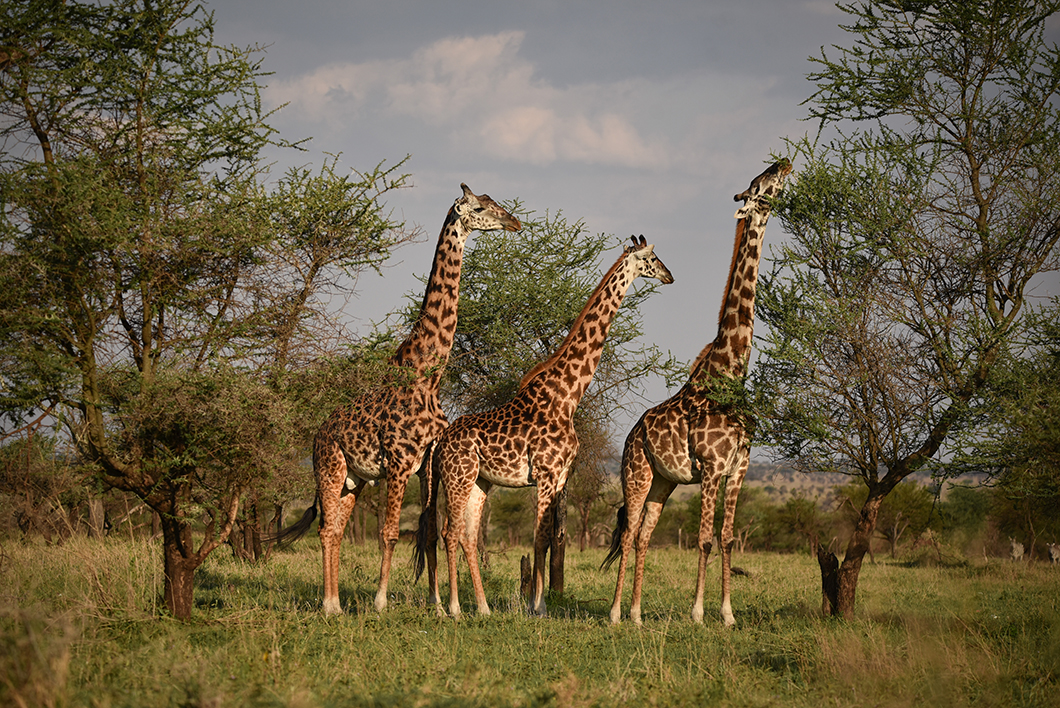 Les meilleurs parcs pour faire un safari en Tanzanie