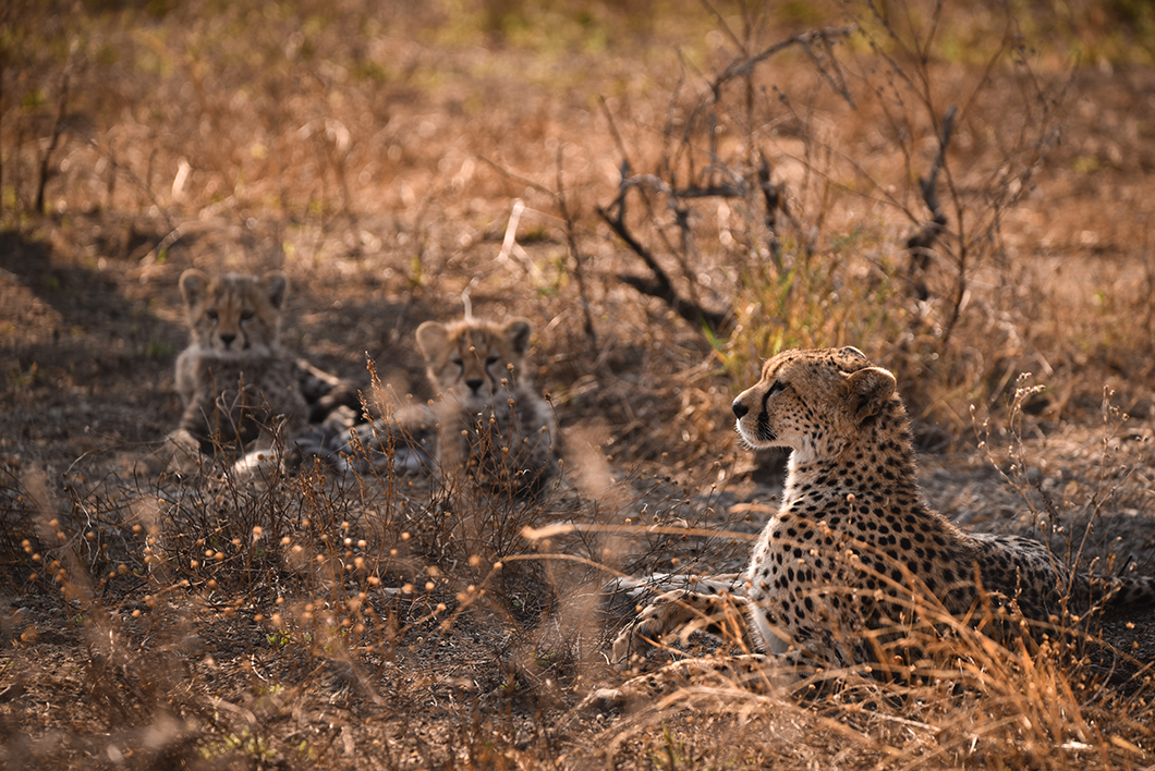 Observer les animaux du Parc National du Serengeti