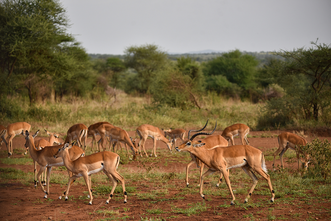 Où aller dans le Parc National du Serengeti ?