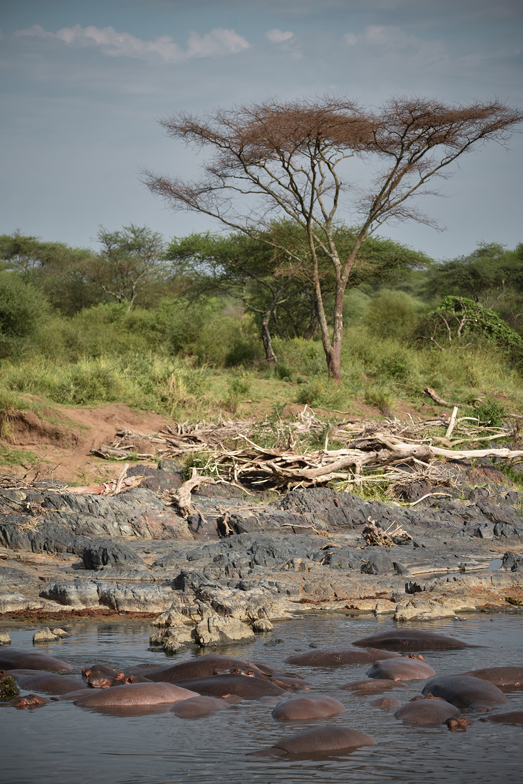 Nos paysages coups de coeur en Tanzanie - Serengeti NP