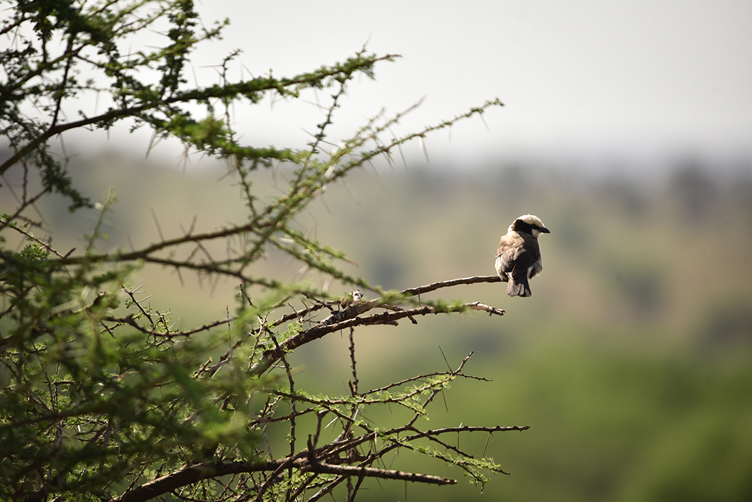 Dans quel parc voit on le plus d'animaux en Tanzanie ? Serengeti