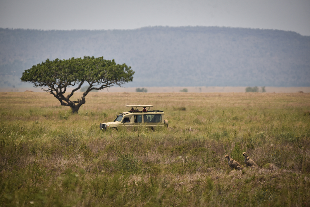 Parc du Serengeti, coup de coeur en Tanzanie