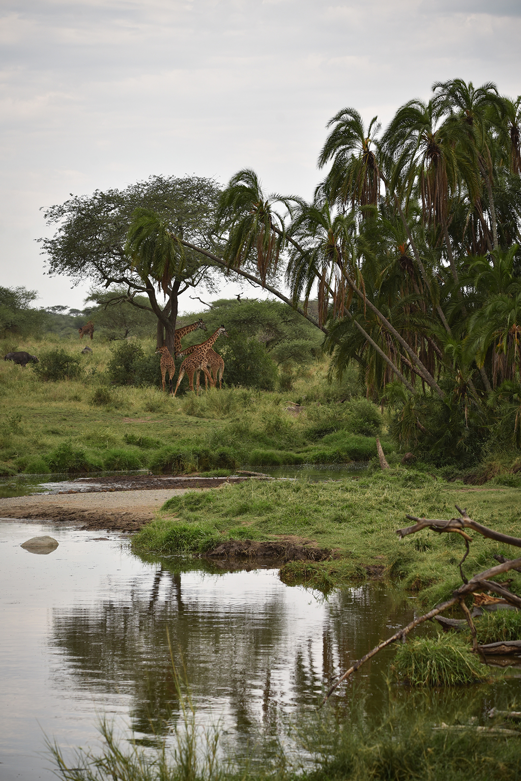 Voyage en Tanzanie, l'incontournable Serengeti NP