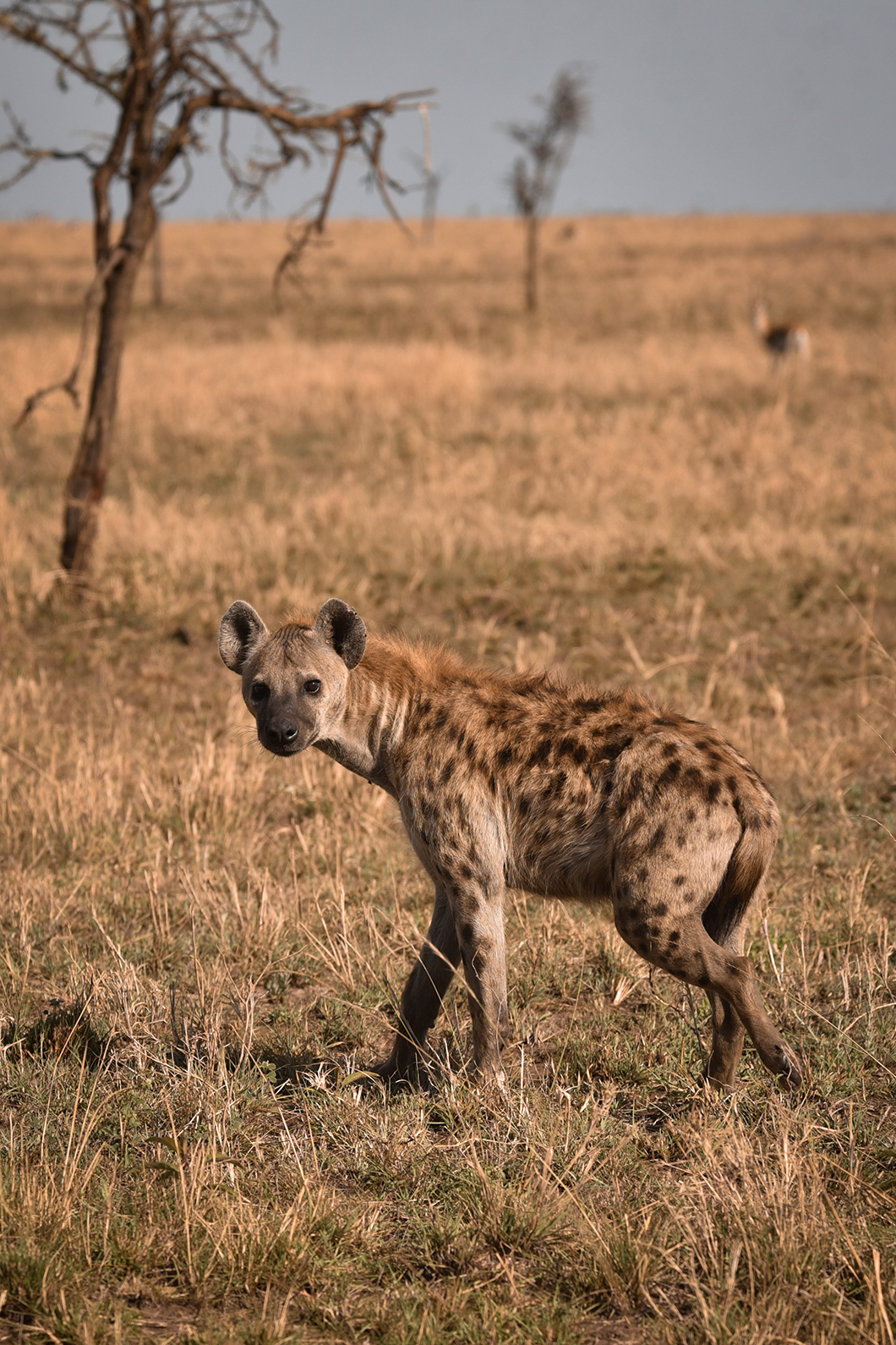 À la rencontre des animaux du Parc National du Serengeti