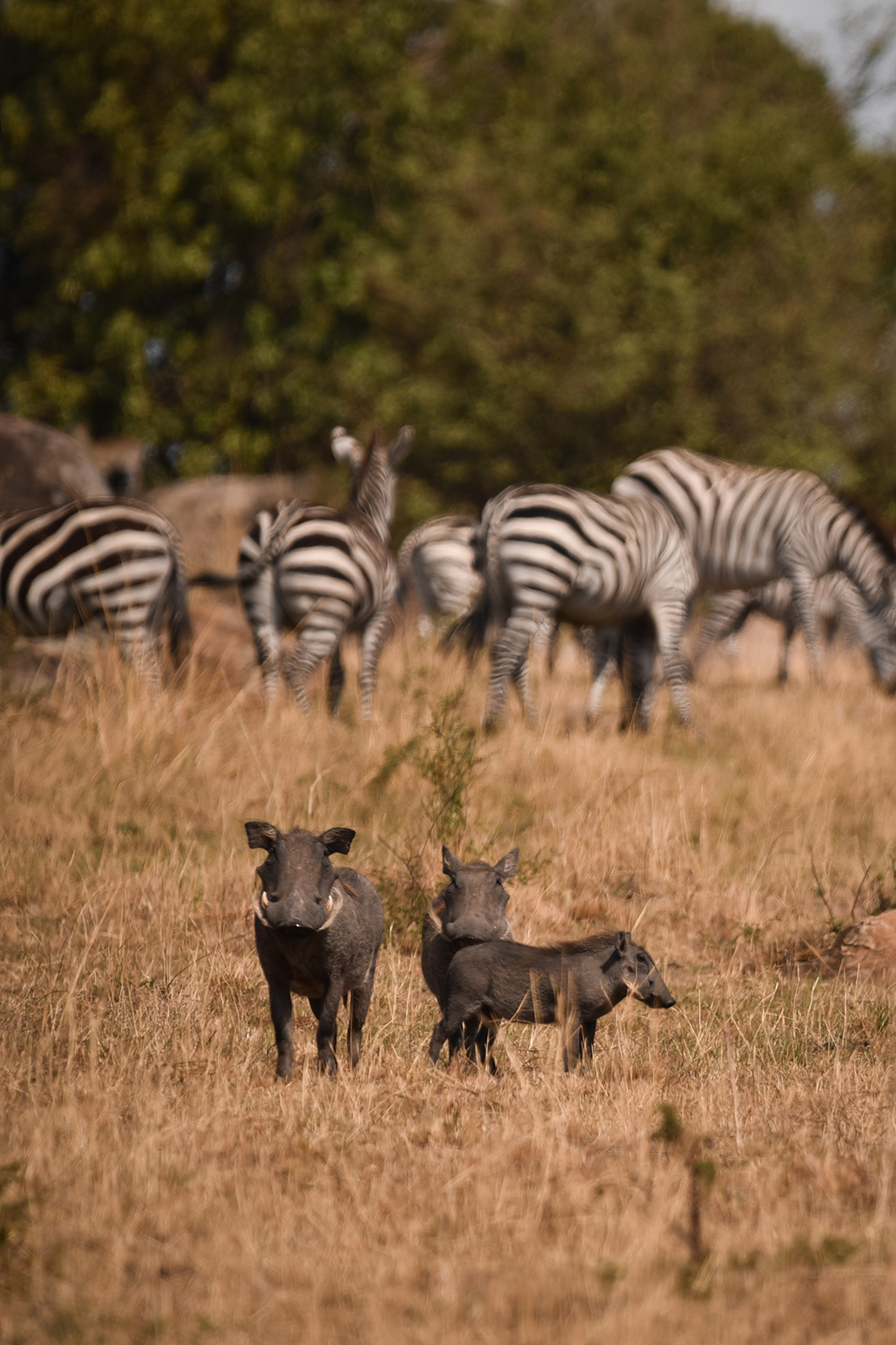 Safari en Tanzanie dans le Parc National du Serengeti