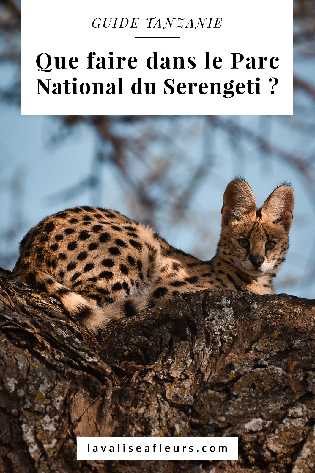Que faire dans le parc national du Serengeti ?