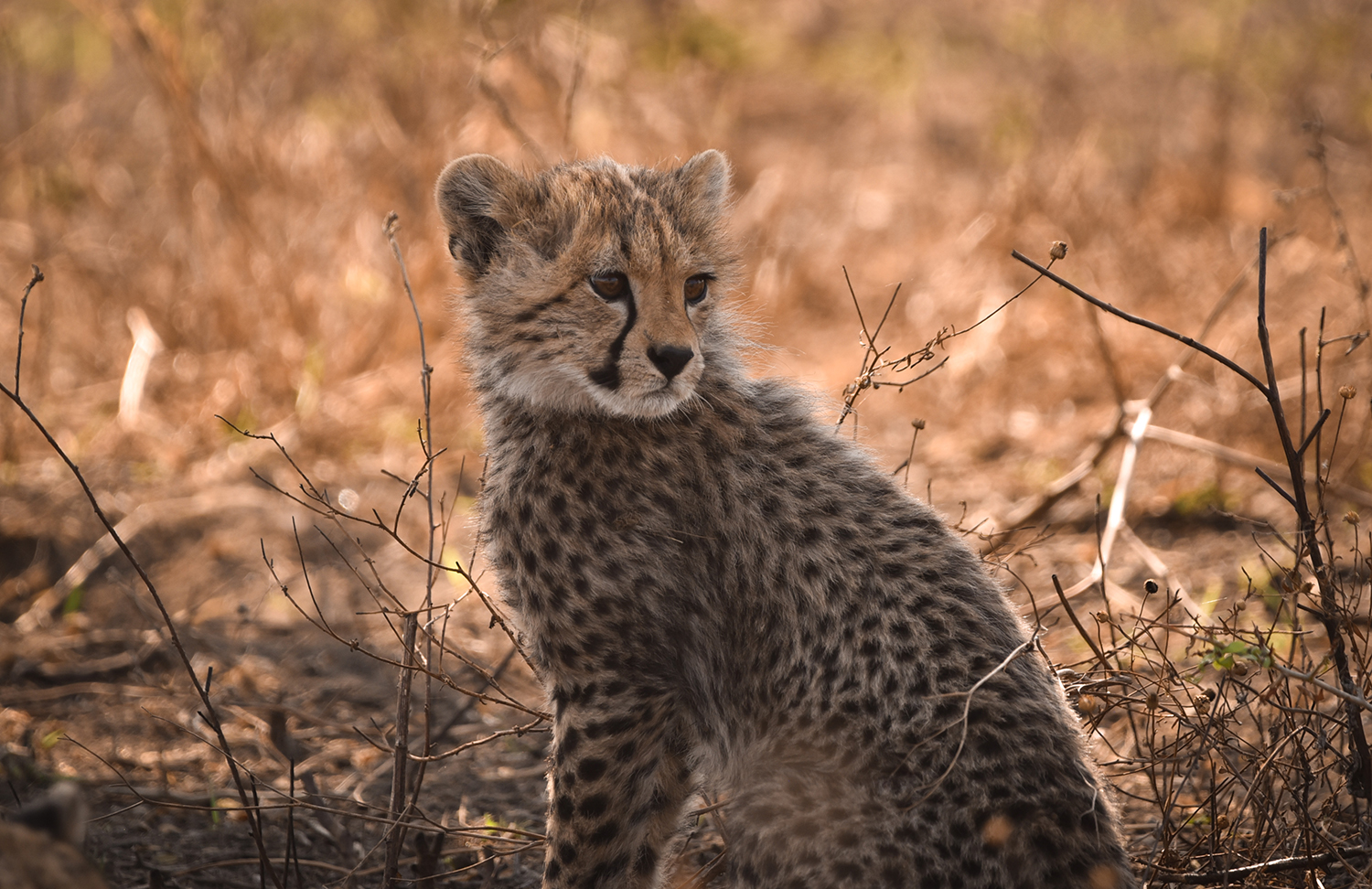 Visiter le parc national du Serengeti en Tanzanie