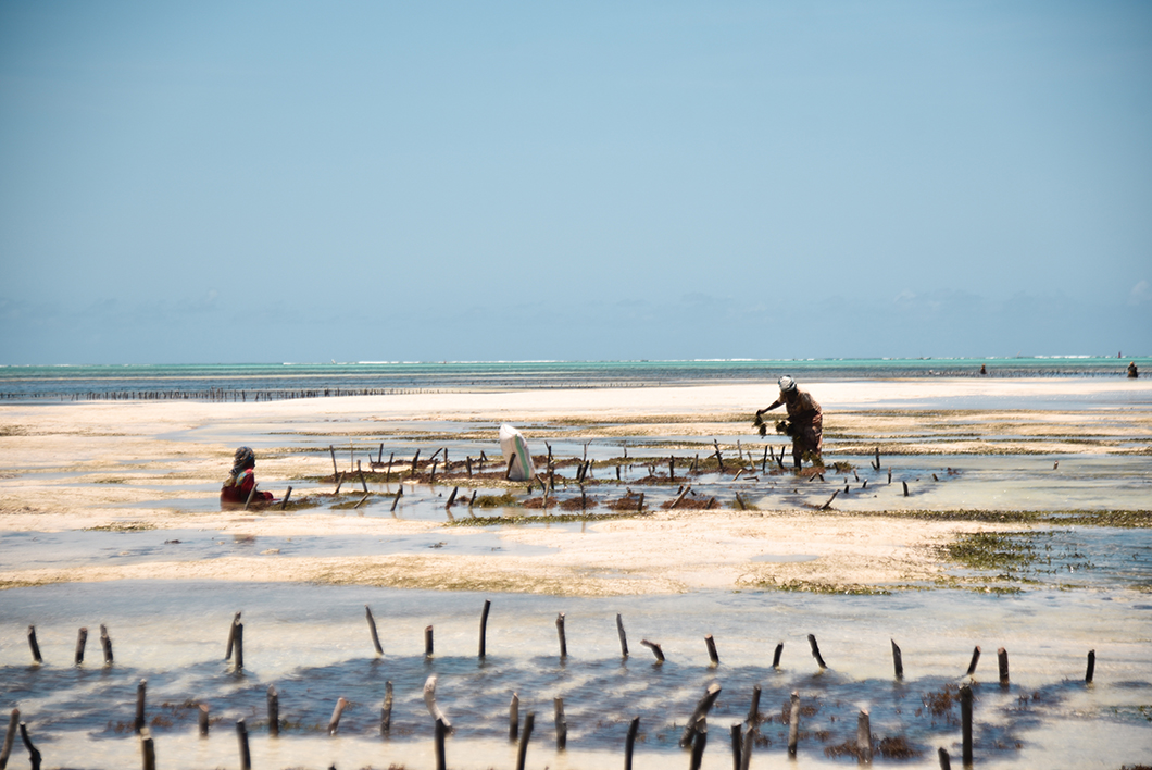 Que faire à Zanzibar ? Visiter le village de pêcheurs de Paje
